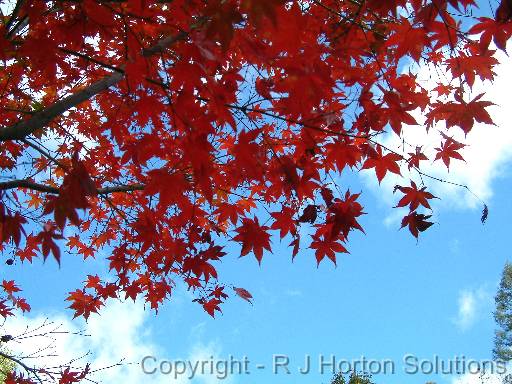 Autumn Sky 